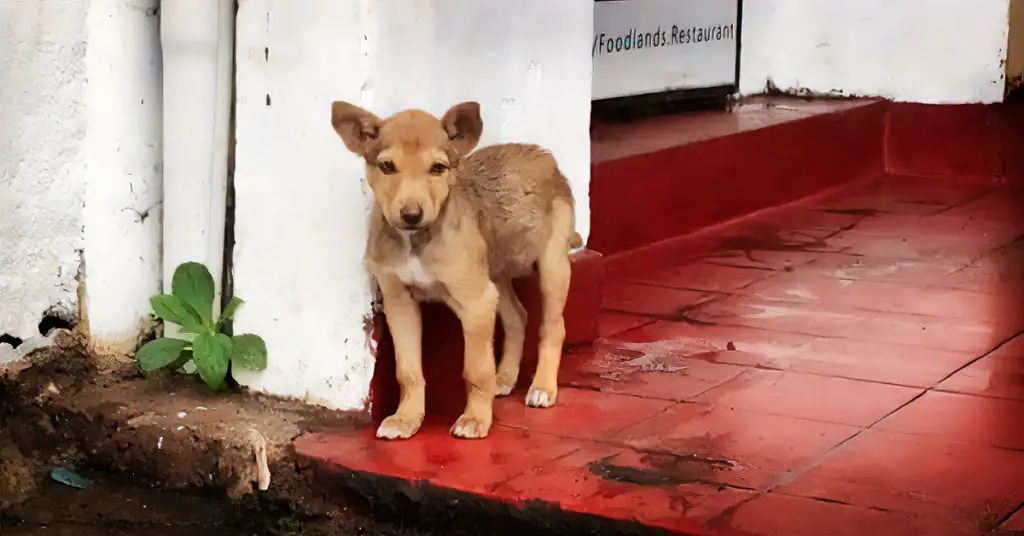 stray dog on streets