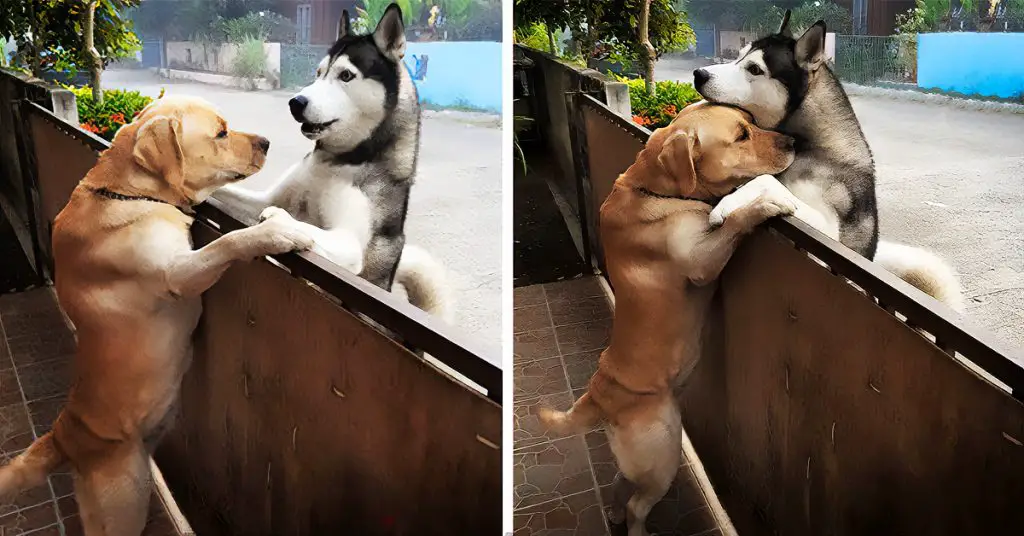lab dog hugs husky