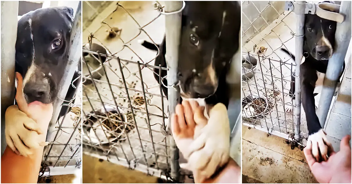 Shelter Dog Tries To Hold Hands With Everyone That Walks By In An ...