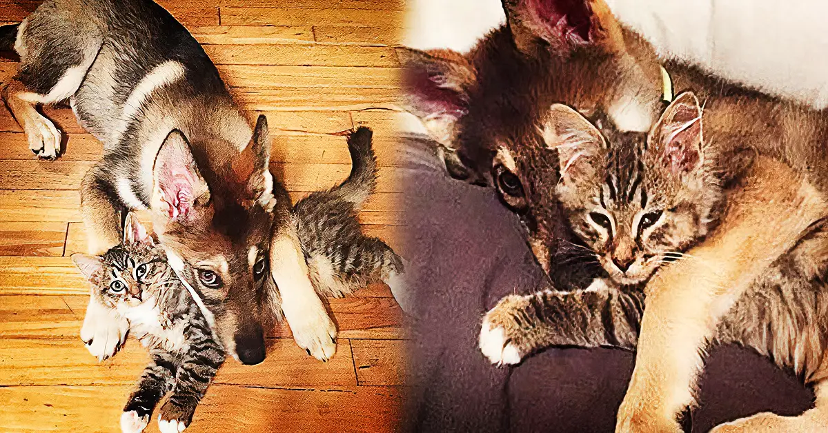 dog and cat best friends