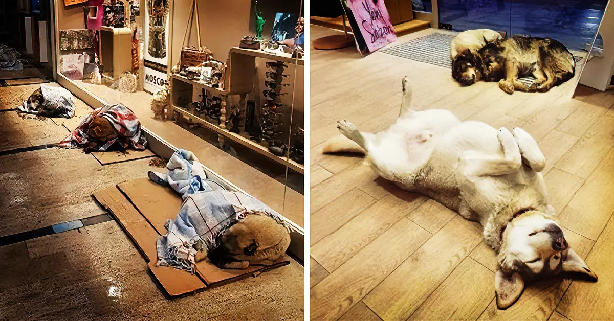 homeless dogs escape cold weather