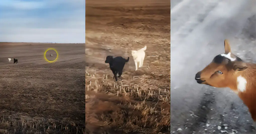 missing dog makes goat friend