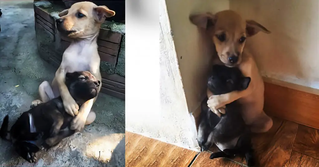 puppies keep hugging