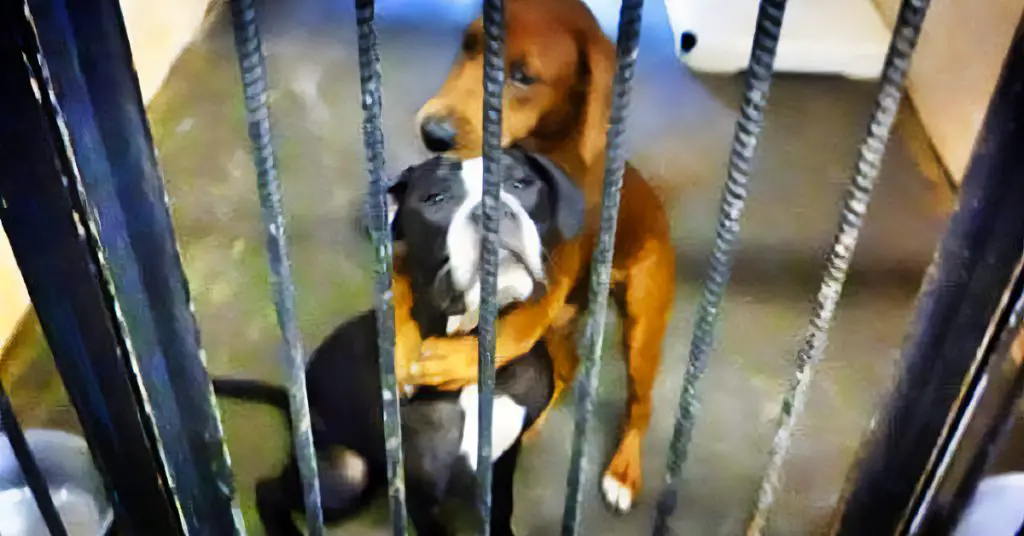 dogs hug each other