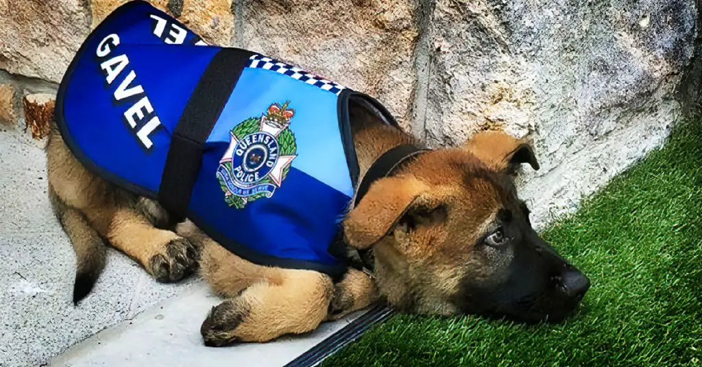 dog fails police academy