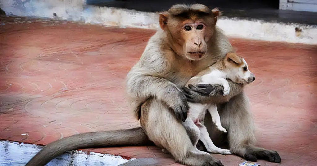 monkey adopts puppy