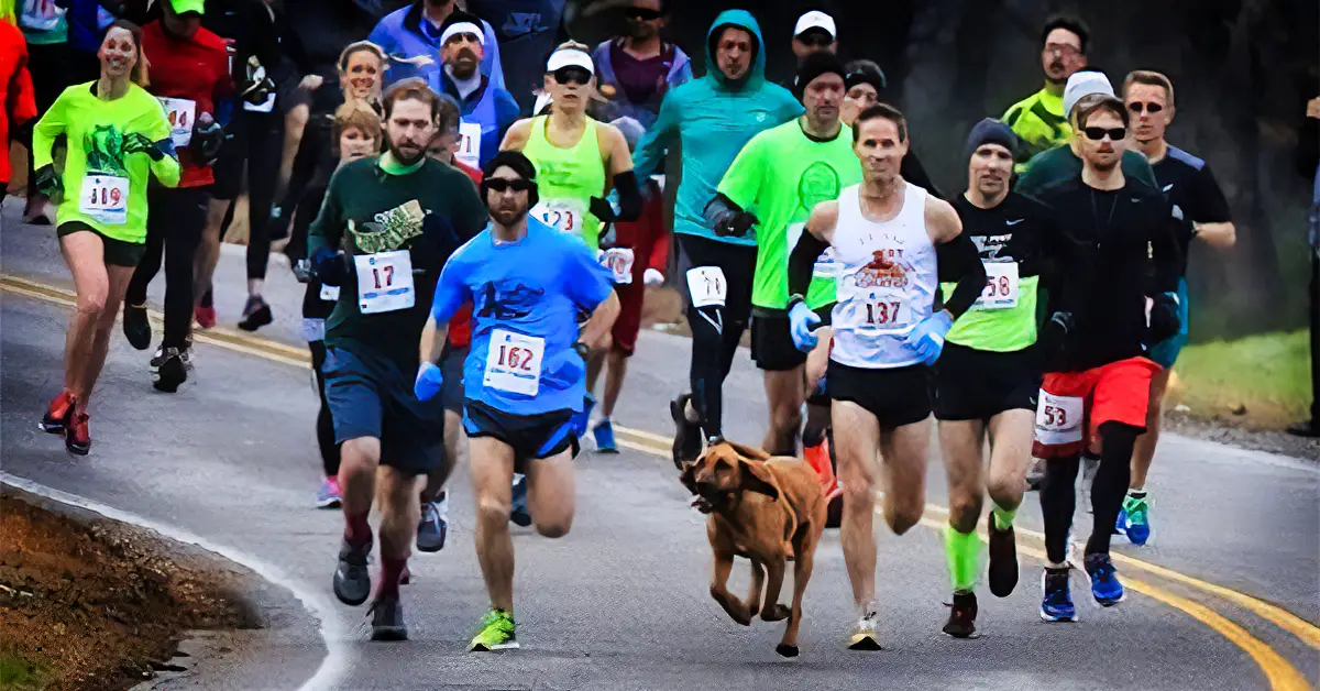 dog runs marathon