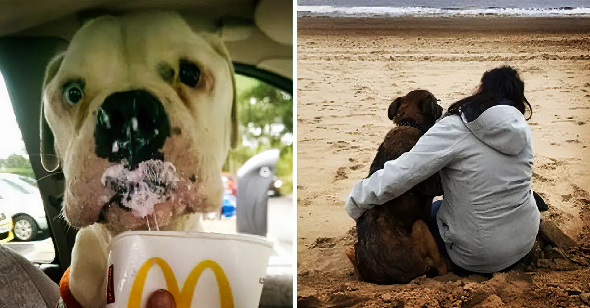 nurse starts hospice for dogs