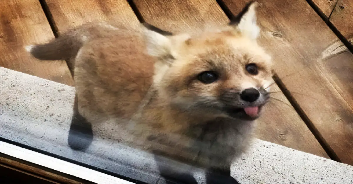 fox plays at grandma's
