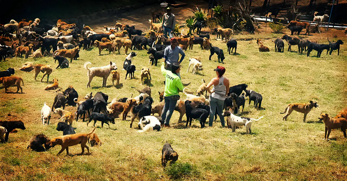 dog sanctuary