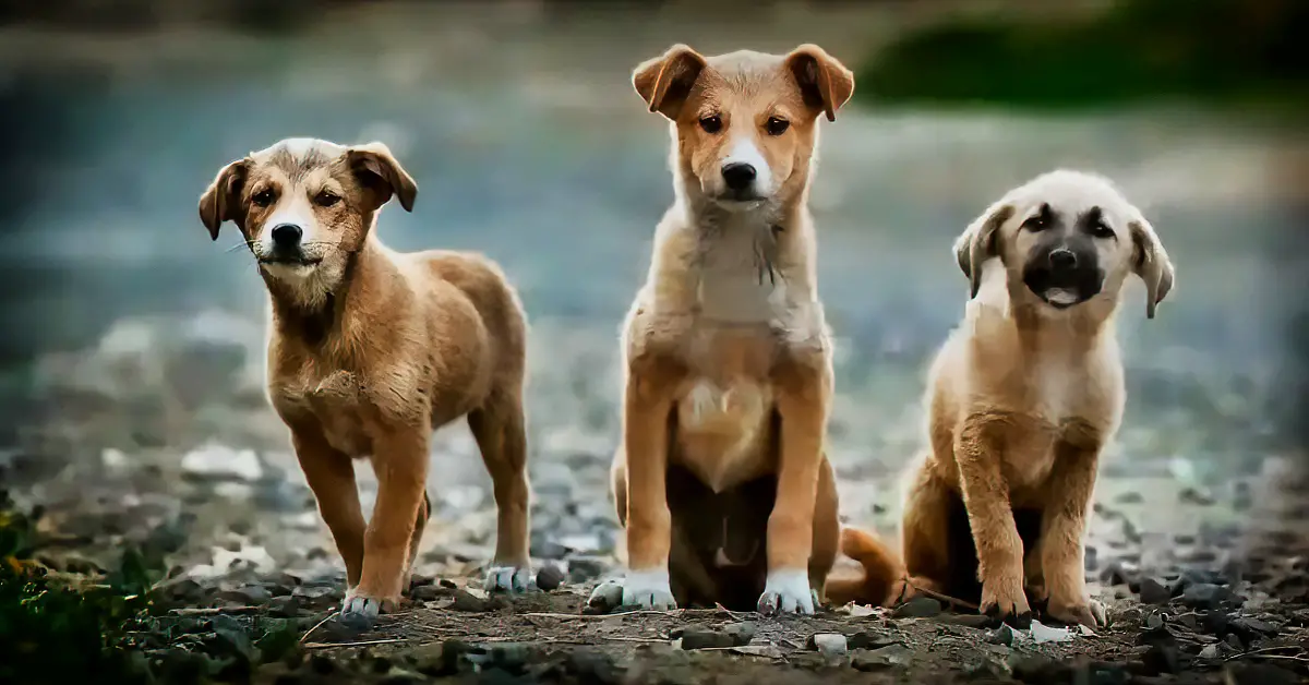 no stray dogs in Holland
