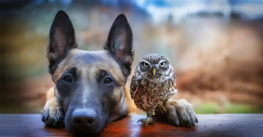dog and owl