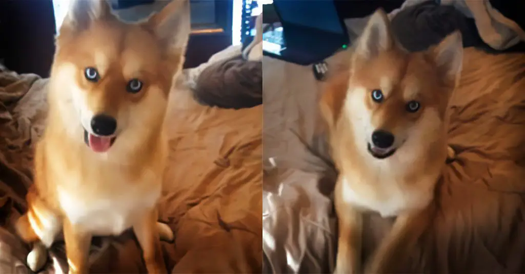 dog looks like a fox