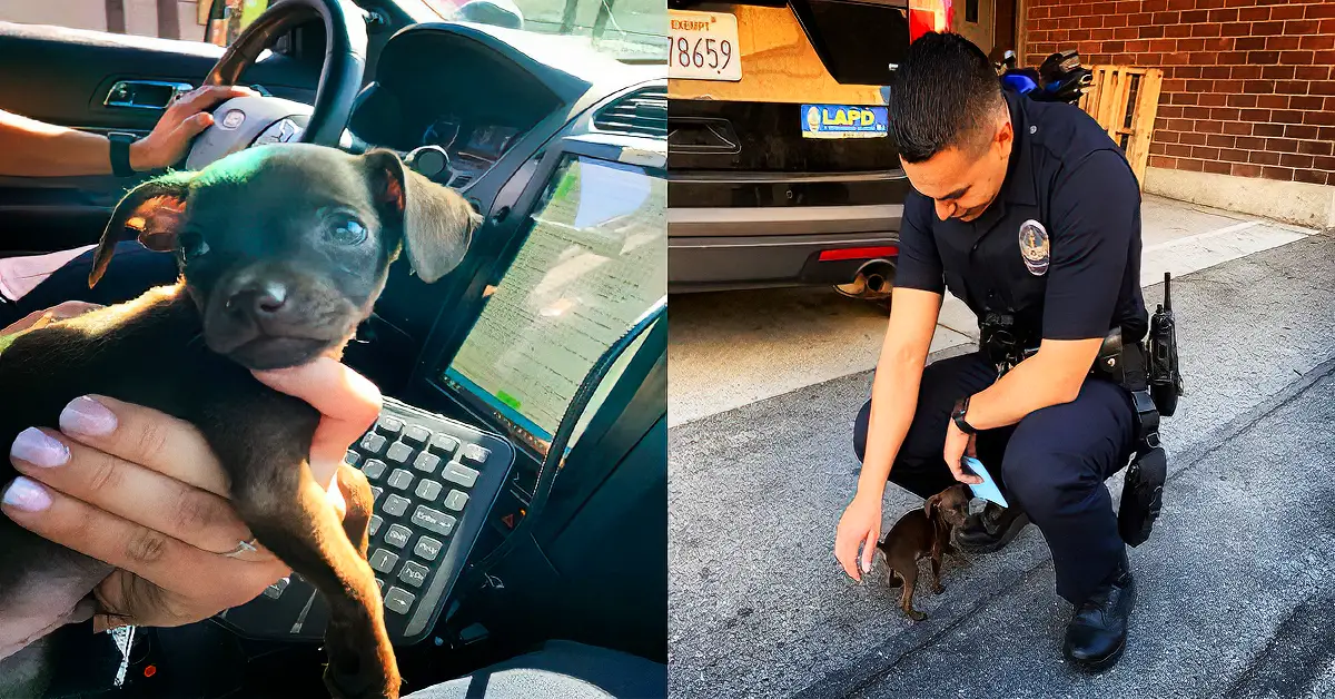cop adopts tiny dog