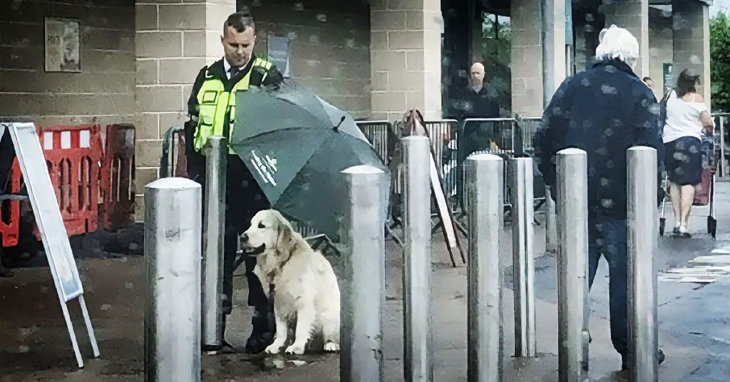 dog in the rain