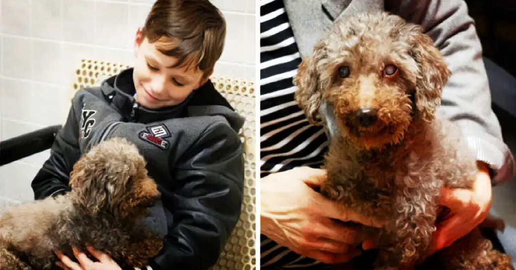 boy adopts senior dog