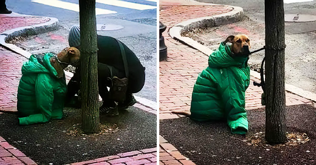 dog wearing jacket