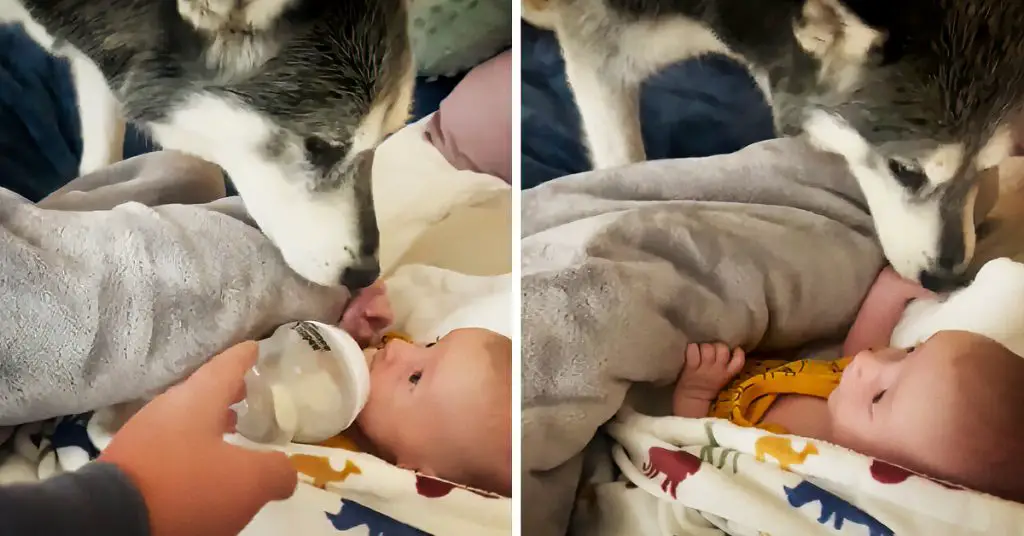 husky tucks in baby