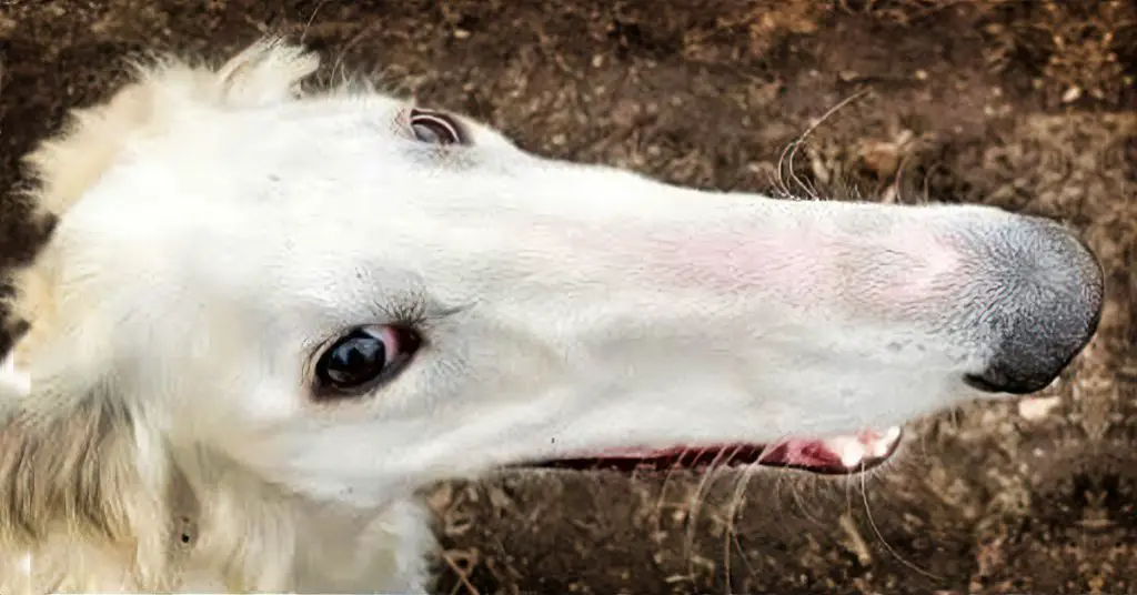 dog with longest nose
