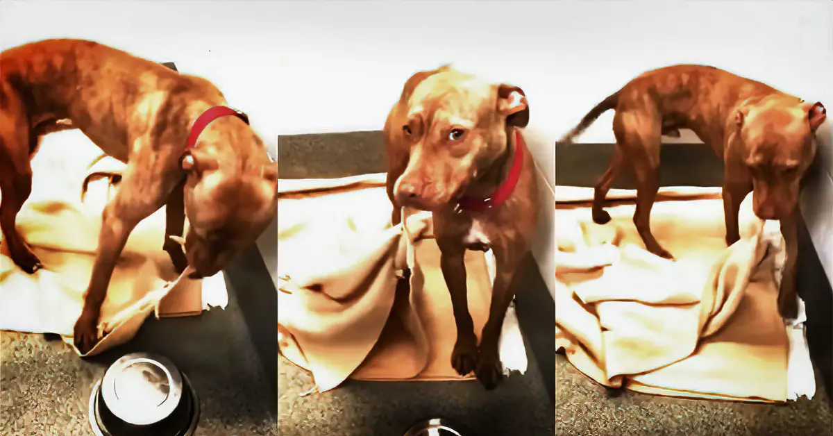 dog makes his bed