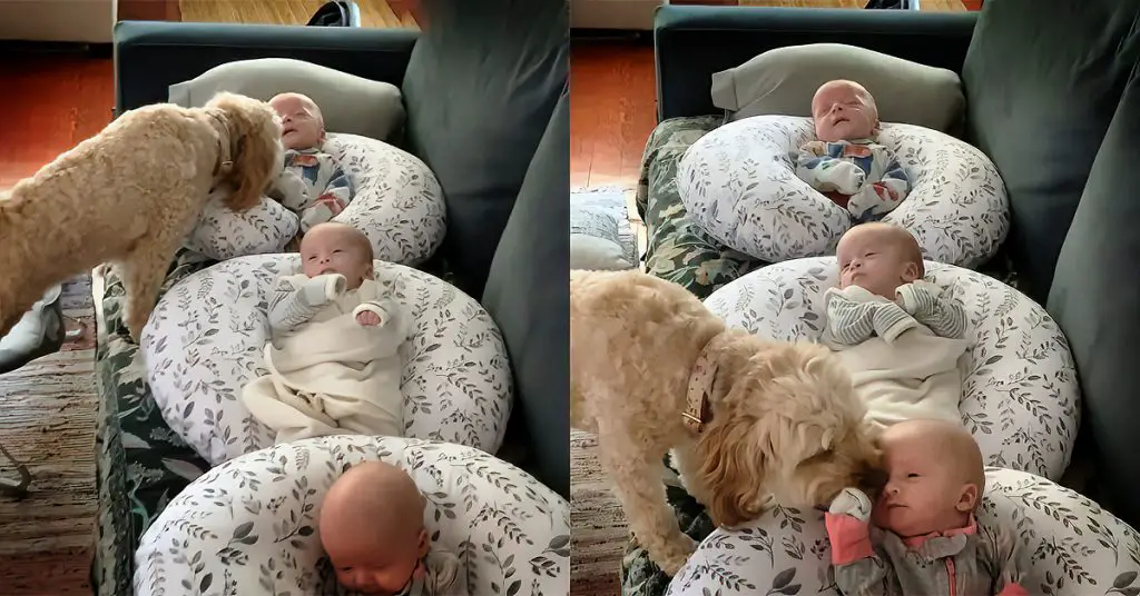 dog protects triplets