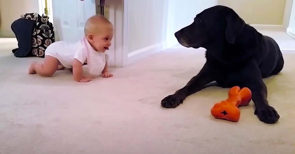 baby crawls to dog