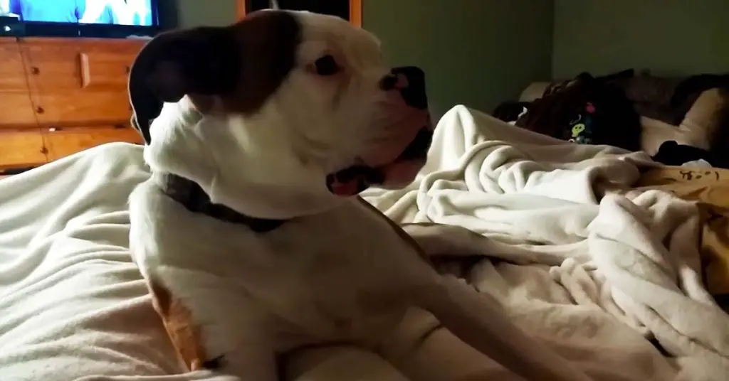 boxer argues bedtime