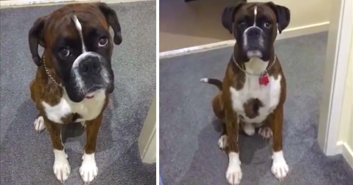 boxer bath time
