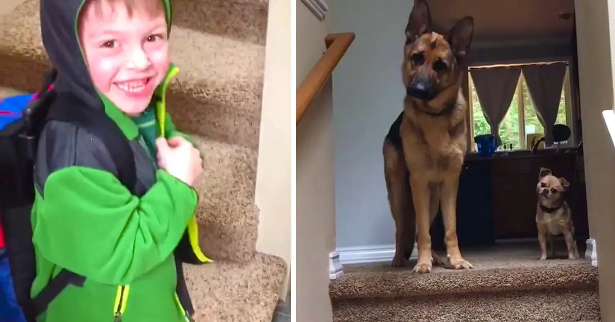 boy reunited with dogs after school