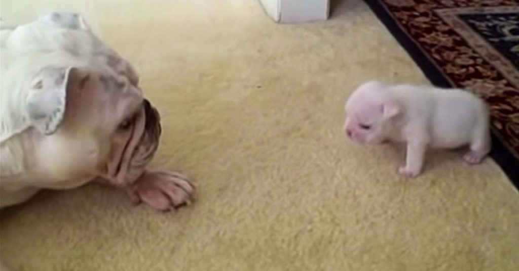 bulldog puppy and mom