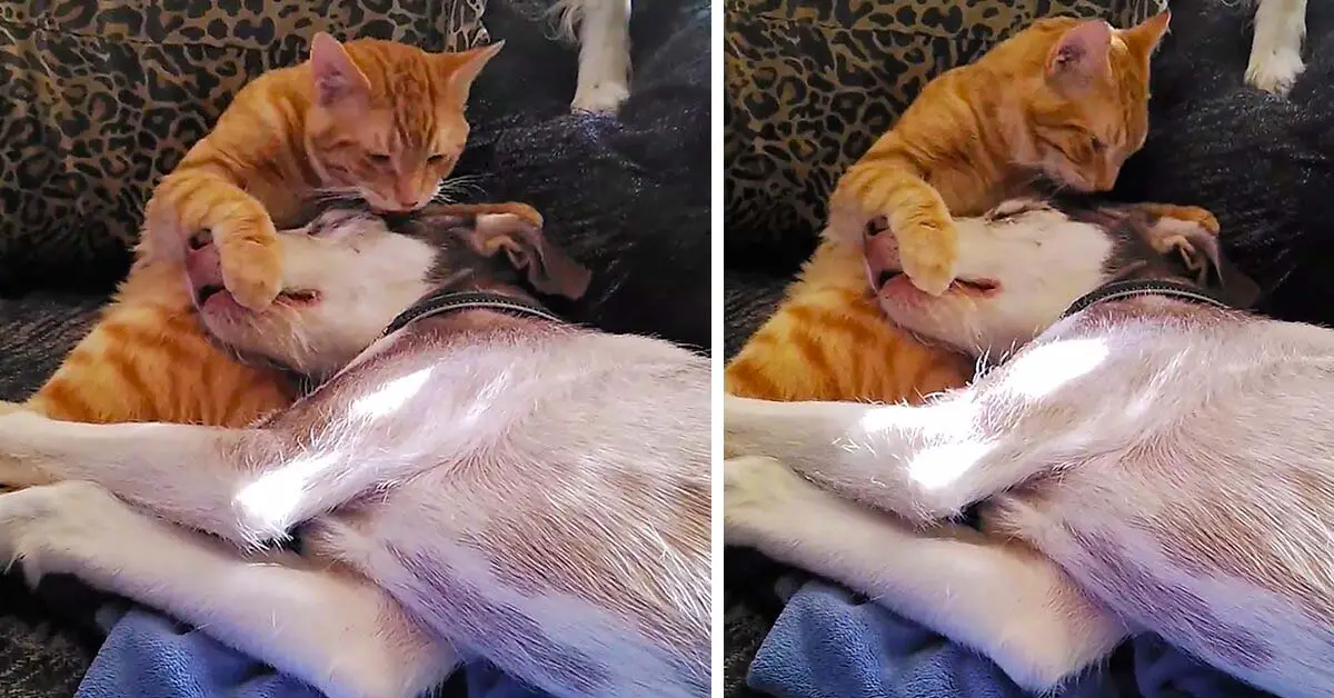 cat gives angry bath