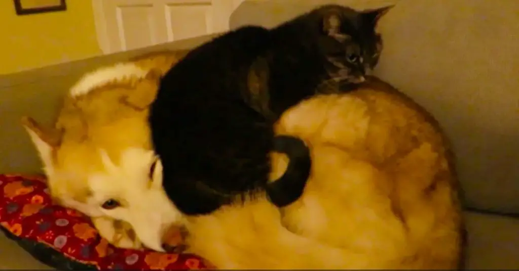 cat sleeps on dog