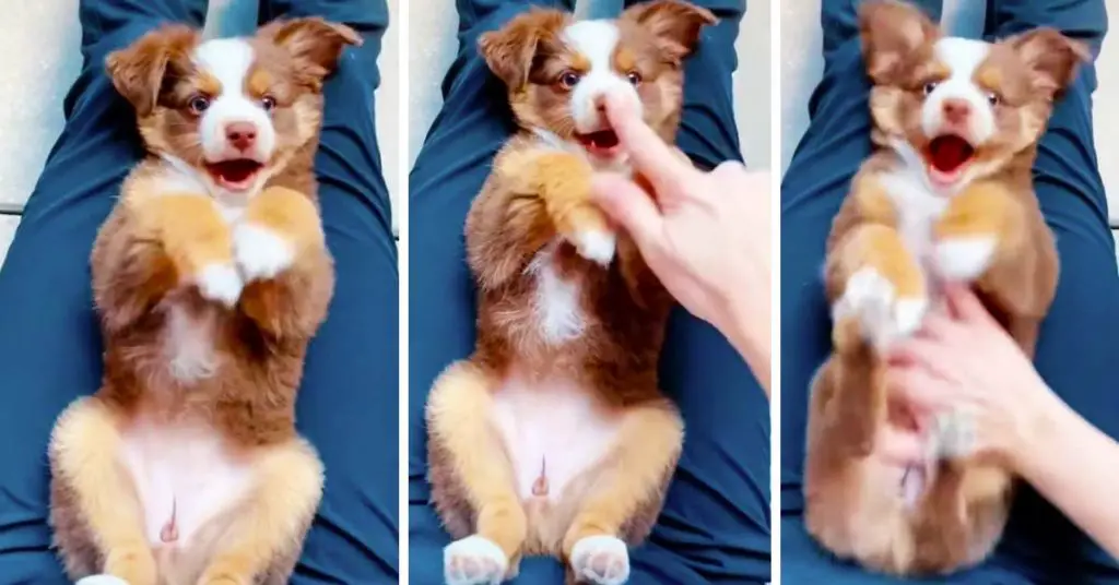 cutest puppy reactions