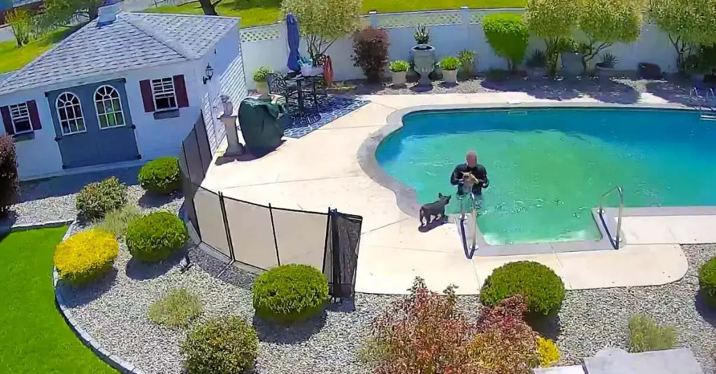 dad saves dog from pool
