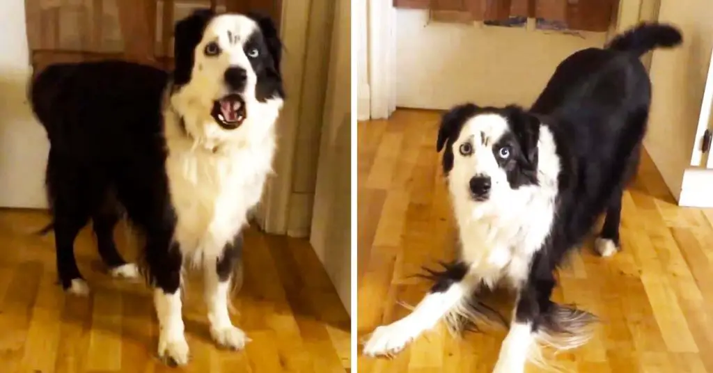 dog has diet tantrum