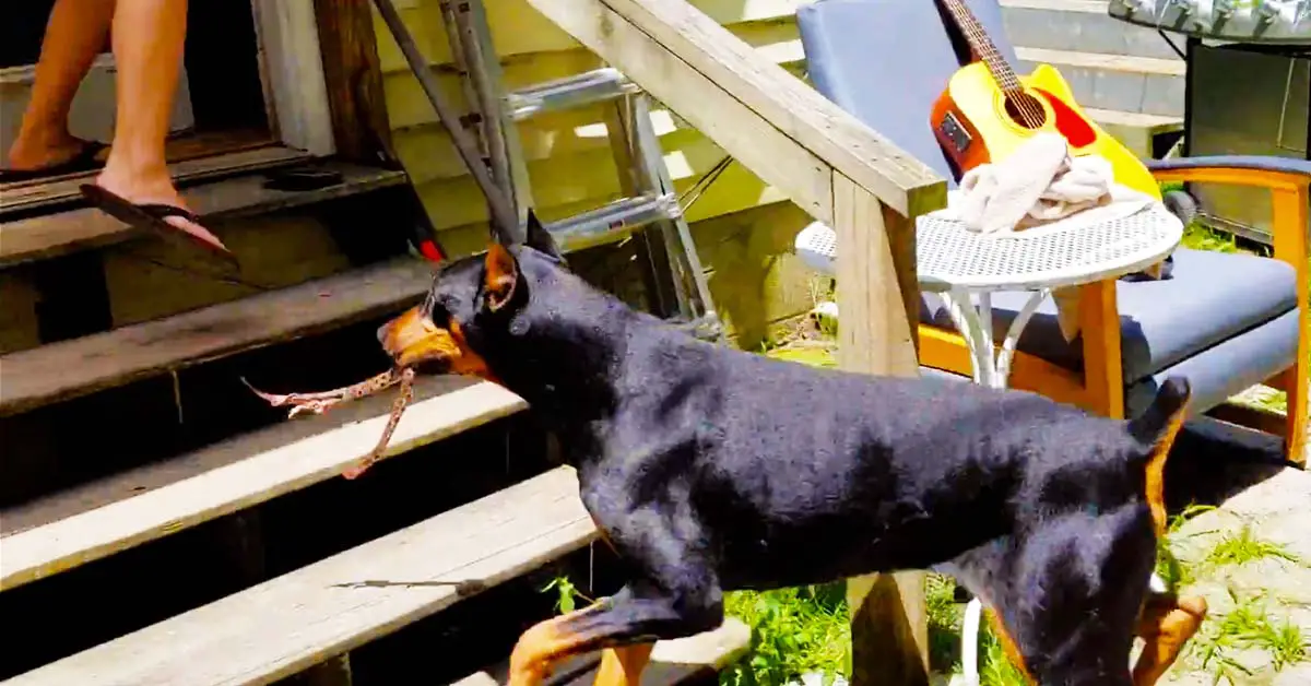 doberman catches snake