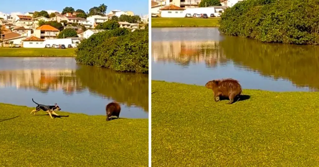 dog and capybara play