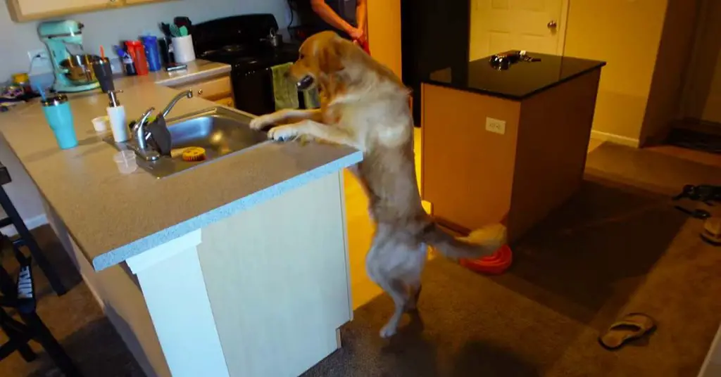 dog loves dishes