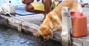 dog catches fish