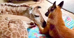 dog and giraffe
