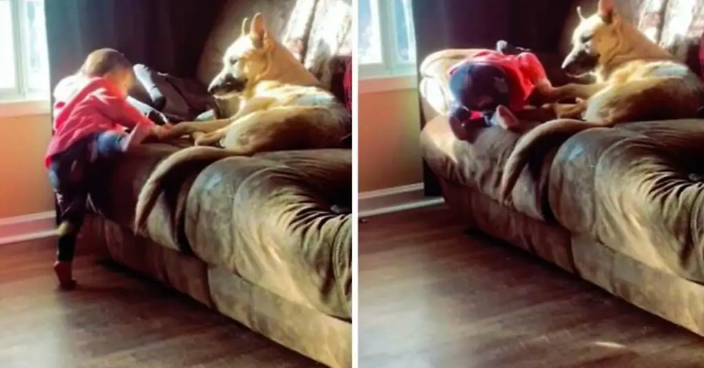 dog helps girl get on couch