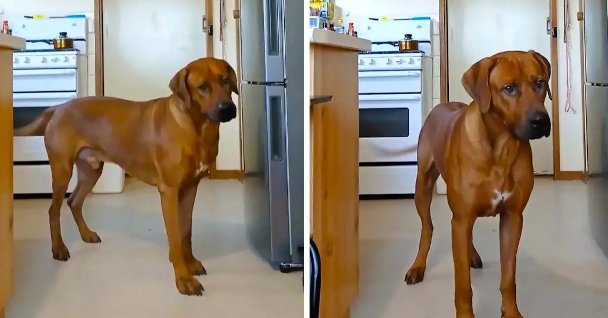 dog scared of nail clippers
