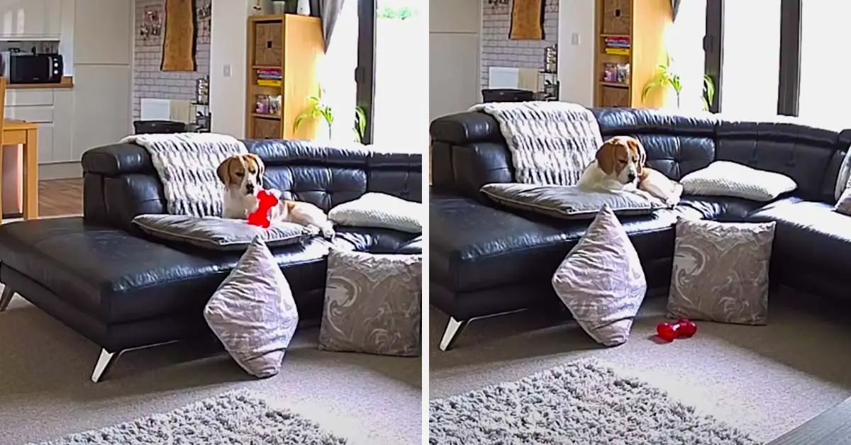 dog overreaction