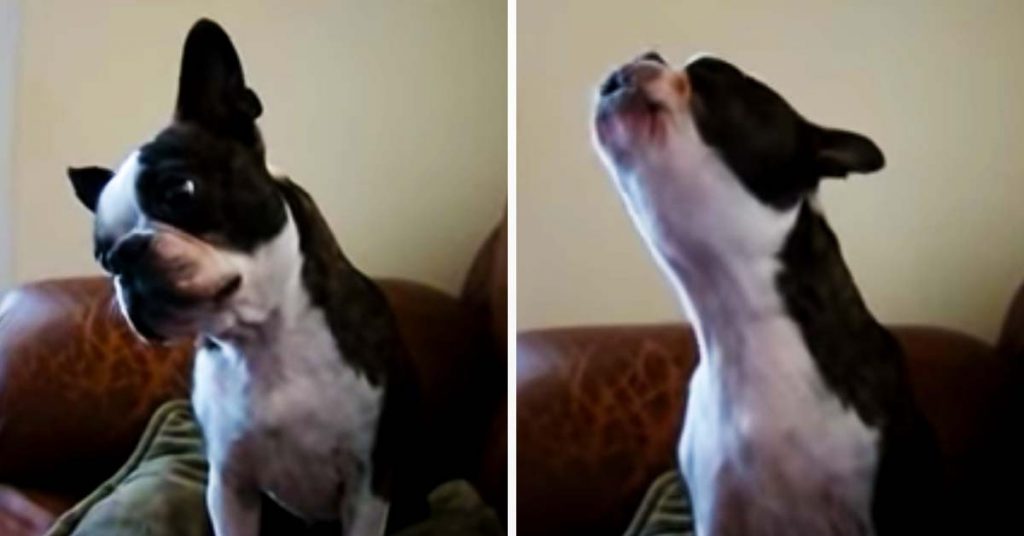 dog sings Gwen Stefani song