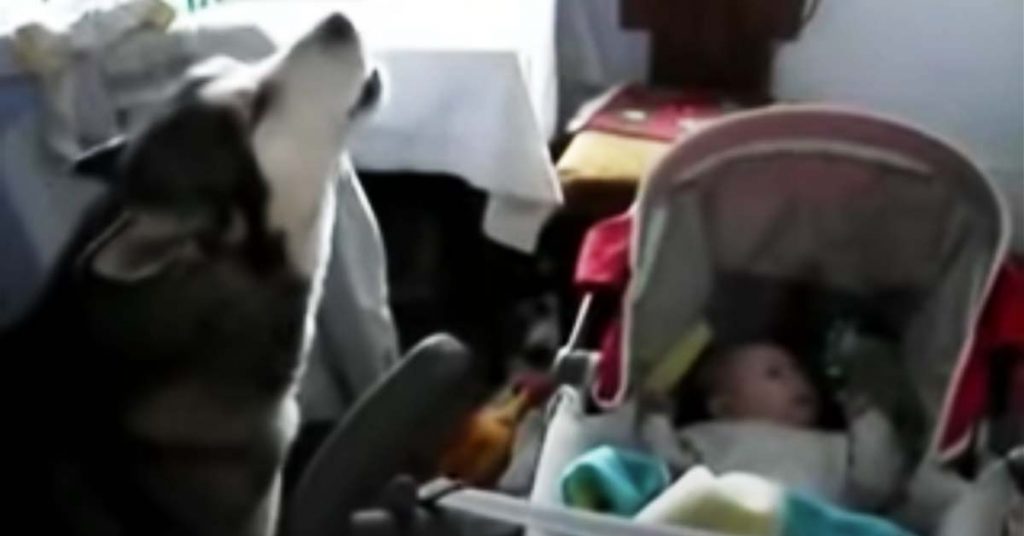 dog sings to baby