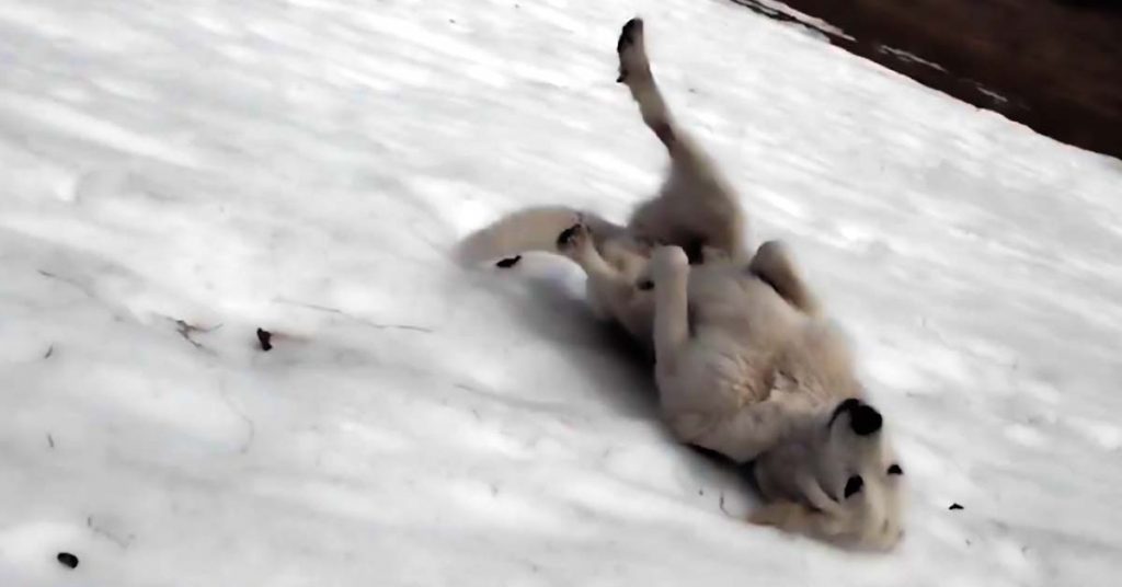 dog slides on snow