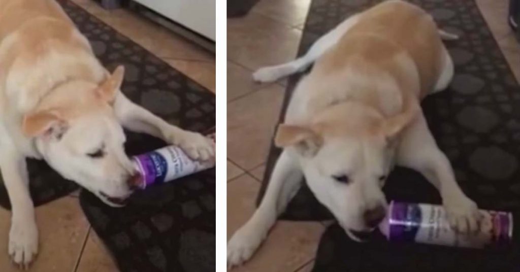 dog eats whipped cream