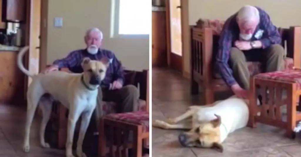 dog and grandpa