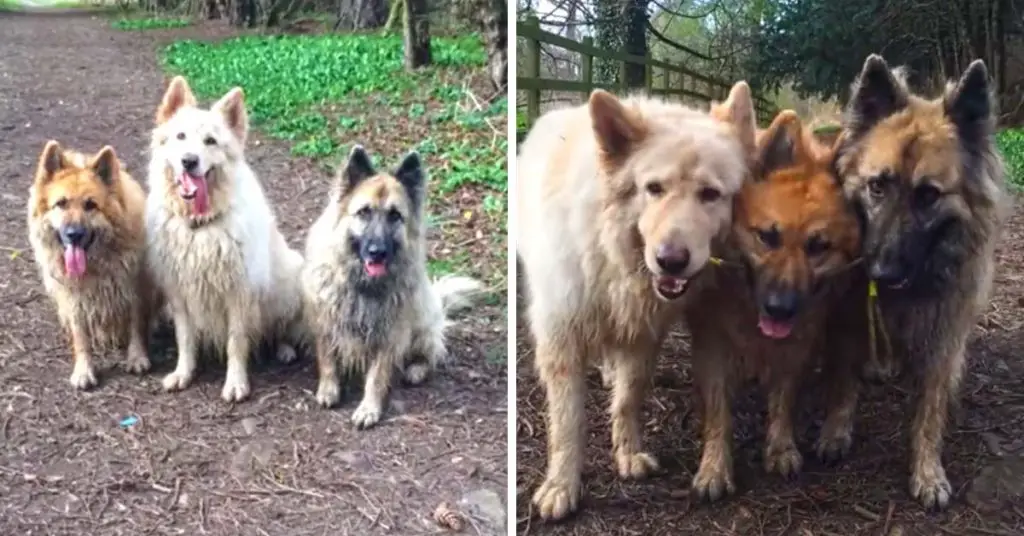 dogs fetch stick together