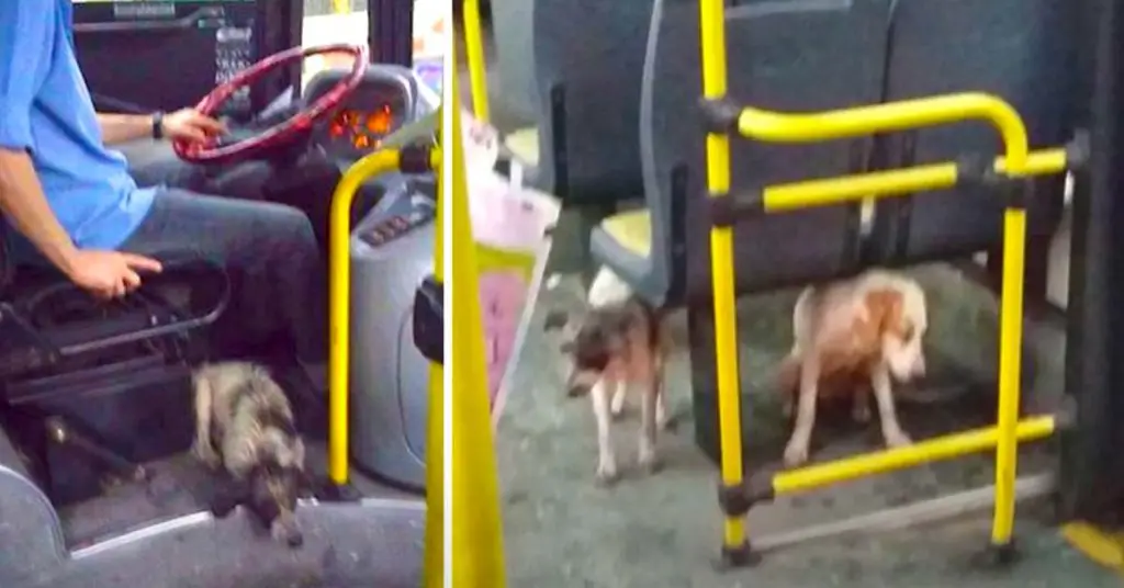 dogs on bus